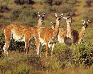 The guanaco, a wild camelid.