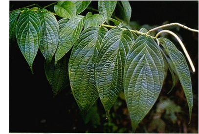 Guayusa