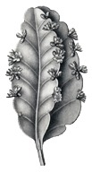 Leaves of huairacaspi. Trunks of huairacaspi marked for logging.