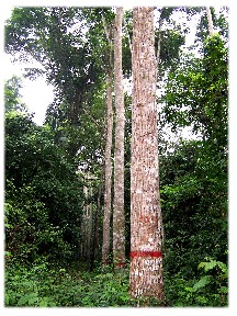 Leaves of huairacaspi. Trunks of huairacaspi marked for logging.