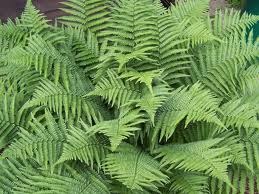 incapcocum
