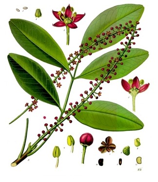 jaborandi