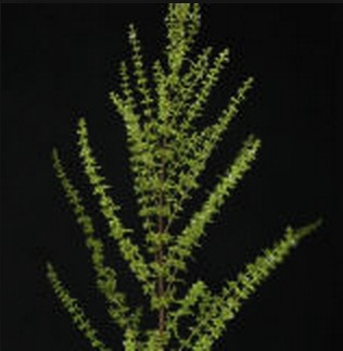 lausahacha