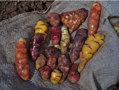 oca