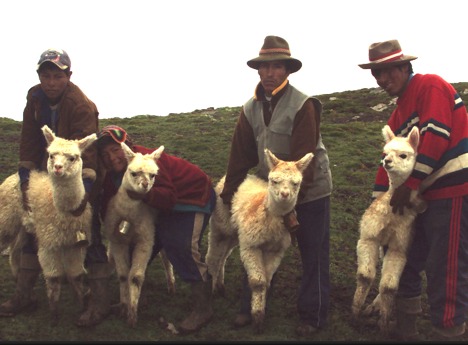 paqocha