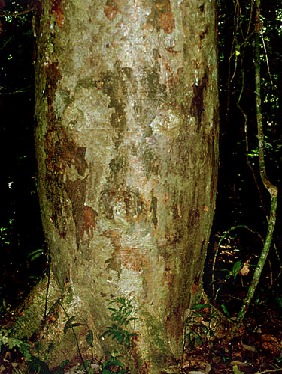 The trunk and leaves of a puka-lupuna.