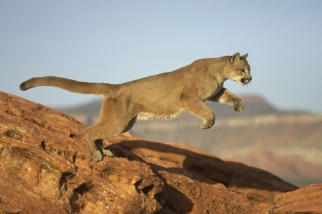 The puma, or mountain lion, is an archetype for the Kaypacha.