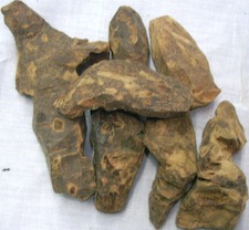 purampsii