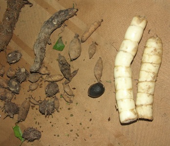pusanga