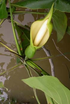 raya-balsa