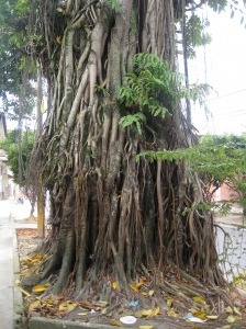 Renaco