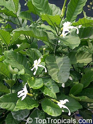 sanango