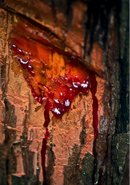 sangre de drago