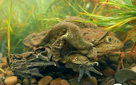 Titicaca water frog