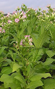 tobacco