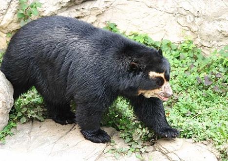 Ukuku, def. 1. The only ursine species in South America, the spectacled bear is endangered.