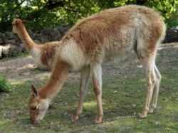 Vicuña