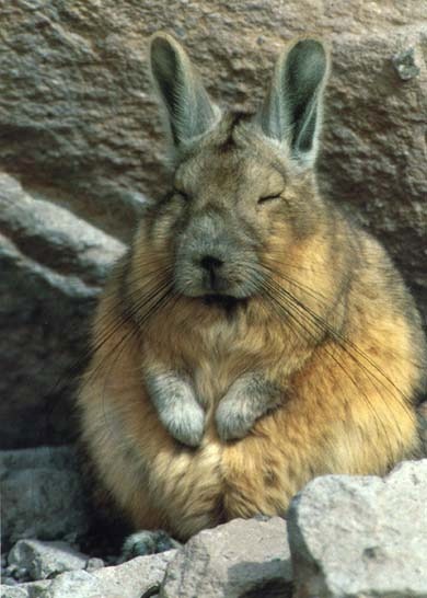 A viscacha.