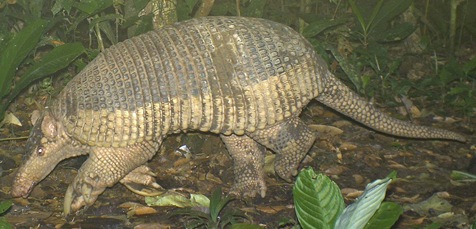 A yangunturo, or giant armadillo.