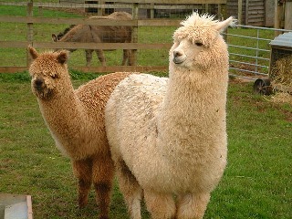 Alpacas