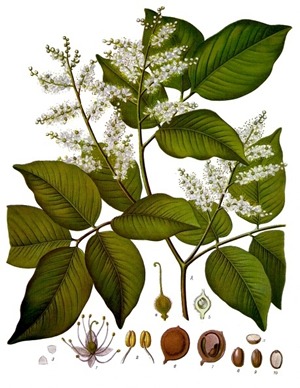 Balsam of copaiba, leaves, flowers, seeds