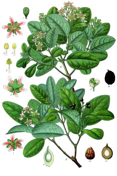 boldu