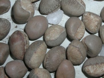 camalonga