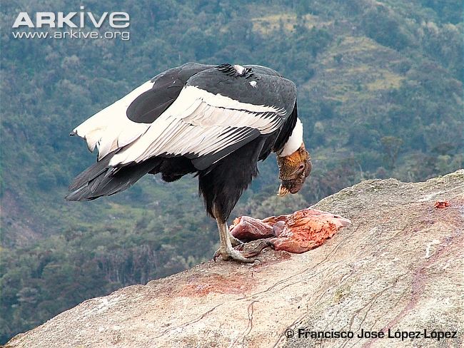Andean condor feeding.